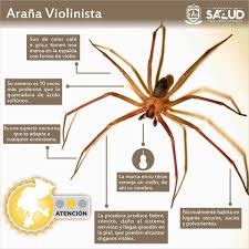 La araña violinista es una especie de araña venenosa que se conoce también bajo el nombre de araña reclusa y que habitualmente, suele encontrarse en los estados del centro y sur de los estados unidos, especialmente en missouri, kansas, arkansas, louisiana, oklahoma y la parte este de texas.sin embargo, esta araña también ha sido encontrada en varias. Secretaria De Salud Ø¹Ù„Ù‰ ØªÙˆÙŠØªØ± La Arana Violinista Conoce Sus Caracteristicas Manten Limpio Tu Hogar Y Cuida A Los Mas Pequenos Para Evitar Mordeduras Gobiernozac Https T Co Tltpm1mwan