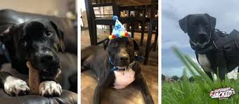 Krypto's first appearance was in a superboy story in adventure comics #210 in march 1955. Krypto The Super Dog Workout Routine How To Workout W Your Dog