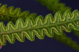 Image result for Cyclosorus