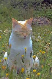 Not Mine In 2020 Weird Animals Animals Pretty Cats