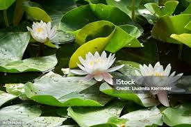 Image result for Nymphaeaceae