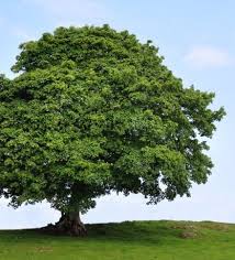 Platan schwarzenbergské pivo knížecí 21 (10,6 % vol.), a strong lager. Platan Silvanews