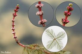 Image result for Haloragaceae