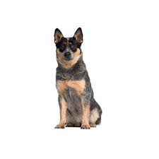 There is a distinctly separate dog breed that looks similar to the blue heeler and is usually born without a long tail. Australian Cattle Dog Puppies Petland Dallas Tx