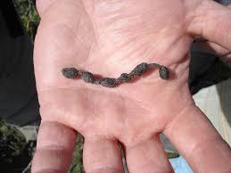 Image result for squirrel poop