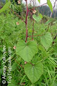 Image result for Menispermaceae