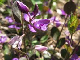 Image result for Polygala