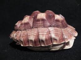 Beautiful African Spur Thy Turtle Shell