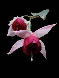 A Pair Of Fuschias Fuchsia Flowers Amazing Flowers Fuchsia Flower