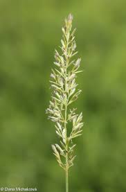 Image result for Koeleria