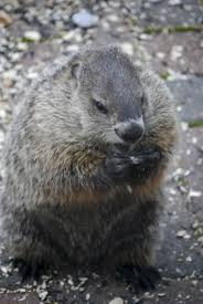 So our friend let us borrow his animal trap. How To Safely Trap And Release Groundhogs Possums And Other Native Animals Dengarden