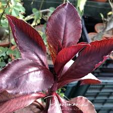 Image result for Synadenium cupulare