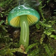 Facebookで見たキノコが綺麗すぎました｜森永 康平 🌱ミルキク
