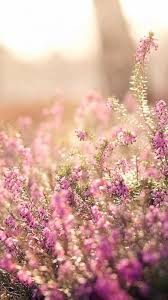 A fix for blurred backgrounds on ubuntu and gnome shell is on the way. Nature Spring Bloomy Flowers Blurry Iphone 6 Wallpaper Download Iphone Wallpapers Ipad Wal Spring Desktop Wallpaper Floral Wallpaper Iphone Spring Wallpaper
