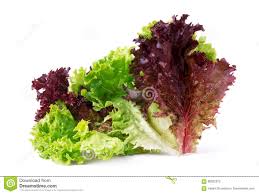 Una mamma aveva messo il suo bambino a letto credendo che stava già dormendo ma all'improvviso viene giù dalla mamma e gli chiede un bicchiere d'acqua. Gemusesalatkopfsalat Lollo Rosso Lokalisiert Auf Weissem Hintergrund Stockbild Bild Von Frizzy Nahaufnahme 80022375