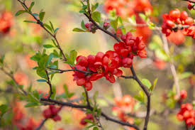 Small tree with flat topped crown. 11 Flowering Shrubs For Sunny Locations
