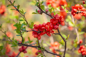 These are generally large shrubs, eight feet tall and wide or so, but there are smaller cultivars such as 'spice baby' that tops out at plant addicts blog. 11 Flowering Shrubs For Sunny Locations