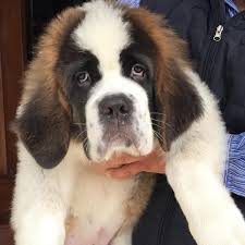 Black And White St Bernard Puppy Black Jaguar White Tiger On Instagram Guapo Babyguapobjwt Blackjaguarwhitetiger For Longer Videos Facebook Com Jaguarandtiger You Sao Bernardo Bernardo