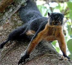 Squirrels Big Family Of Alert Short Faced Rodents Black Giant Squirrel Giant Squirrel Squirrel
