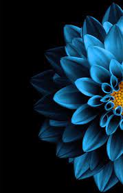 ❤ get the best blue flower wallpaper on wallpaperset. Pin By Jacqui Jackson On Dahlias 2 Black Background Wallpaper Flower Background Iphone Blue Wallpaper Iphone