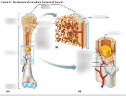 A long bone is a bone that has greater length than width. Diagram Of Long Bone Diagram Quizlet