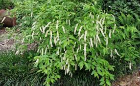 Image result for Lannea virgata