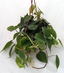 Heart Leaf Philodendron Philodendron Scandens Oxycardium Heart Leaf Philodendron Hanging Plants Easy House Plants