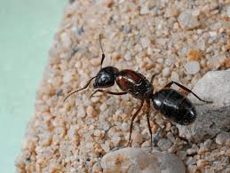 Maybe you would like to learn more about one of these? Treating Subnests Satellite Nests Pct Pest Control Technology