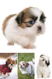 Shih Tzu Puppy Shih Tzu Dog Puppy Dog Pictures Puppies Shih Tzu Dog