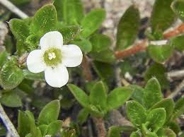 Image result for Mitrasacmopsis