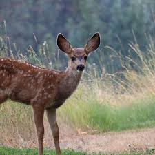 A disease that's turning deer into zombies has popped up on the cdc's radar and their response to it has more than a few people freaked out. Zombie Deer Disease Found In 7 Utah Counties Could Spread To Humans Experts Warn Here S What You Should Know Deseret News