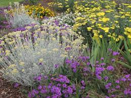 Curry Plant Verbena Yarrow Gold Lantana Create A Water Wise Tapestry Where A Thirsty Drought Tolerant Garden Mexican Feather Grass Drought Tolerant Plants