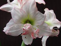Double Record Amaryllis Amaryllis Flowers Plants