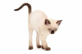 Some people say the cats were the pets of royalty, while others believe they were raised by buddhist monks. Why Is My Siamese Cat So Small Pets Kb