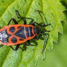 Kleine Rote Kafer Im Garten Rote Kafer Feuerwanze Garten
