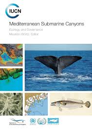 Pdf Mediterranean Submarine Canyons As Stepping Stones For Pelagic Top Predators The Case Of Sperm Whale