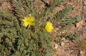 Maybe you would like to learn more about one of these? Desert Plants Arizona State Parks