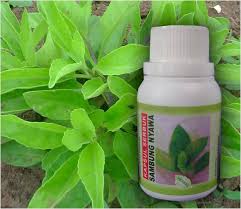 Berbagai keluhan penyakit insya allah bisa disembuhkan dengan daun sambung nyawa ini. Khasiat Daun Sambung Nyawa Plus Madu Untuk Kesehatan Blog Nya Amira Ini