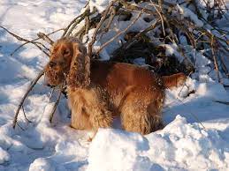 kupierte hunde grosses leid nur furs aussehen dogeridoo cocker spaniel temperament cocker spaniel spaniel