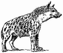 About 1/4 of all spotted hyena pups die within the first month. Hyena Coloring Pages Dibujo Para Imprimir Hyena Coloring Pages Dibujo Para Imprimir Dibujo Para Imprimir
