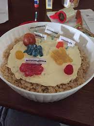 Maybe you would like to learn more about one of these? 24 Animal Cell Project Ideas Animal Cell Project Cells Project Animal Cell