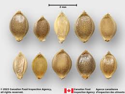 Image result for Echinochloa colona