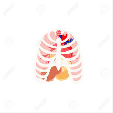 The heart is located under the rib cage, to the left of your breastbone (sternum) and between your. Vector Illustration Of Human Organs Rib Cage Lungs Heart And Royalty Free Cliparts Vectors And Stock Illustration Image 78913631