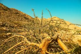 Image result for Acacia gerrardii