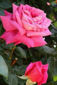 Hybrid Tea Rose Rosa Eden Rose France 1962 Hybrid Tea Roses Tea Roses Beautiful Roses