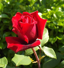 Mawar adalah bunga yang sangat cantik. Mawar Taman Bunga Mawar Mekar Berkembang Rosterblute Klostergarten Oberschonenfeld Pikist