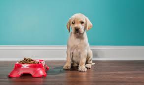 Maybe you would like to learn more about one of these? Why Is My Old Dog Eating Dirt Dogs N Pawz