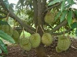 MUSANG KING: A Special Durian Variety - zac b. sarian