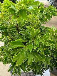 Image result for Polyscias fruticosa