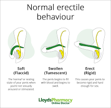 Normal Erectile Function 